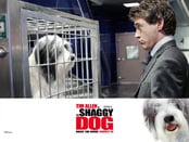 Shaggy Dog, The Wallpapers